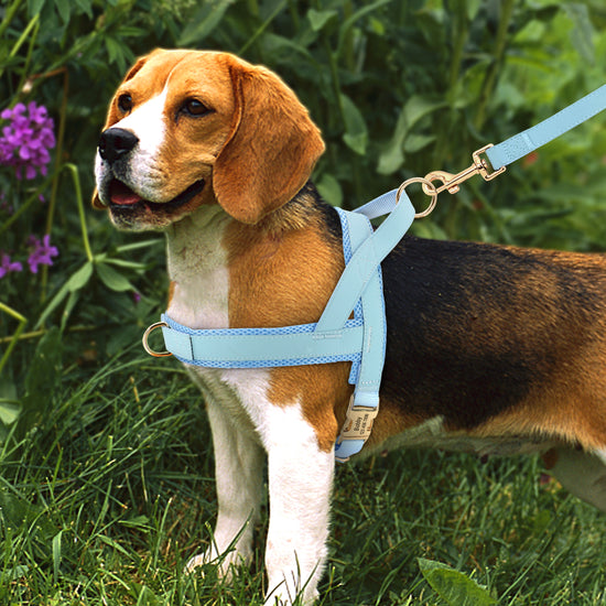 Personalisiertes Hundegeschirr-Leinen-Set