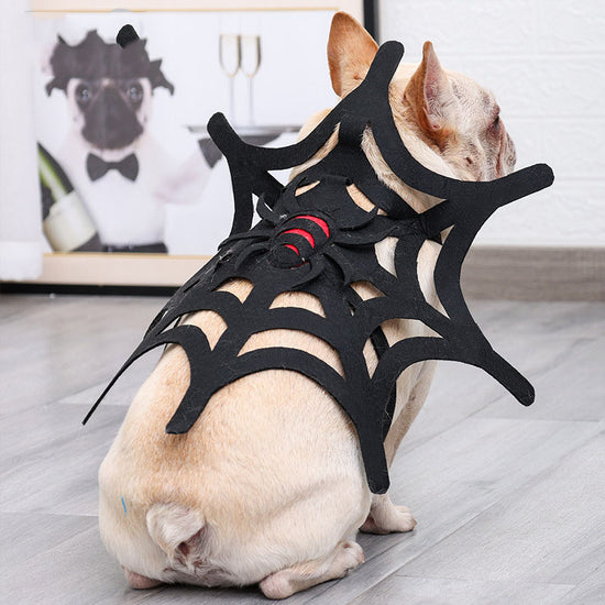 Halloween-Katze-Hund-Spinnennetz-Verwandlung